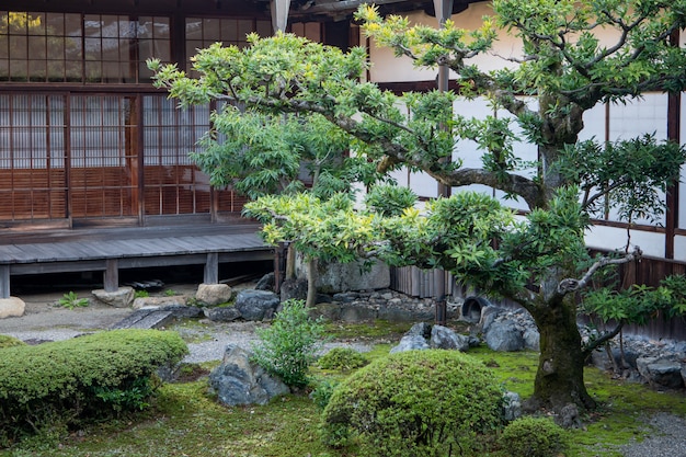 Árboles verdes naturales en un jardín japonés