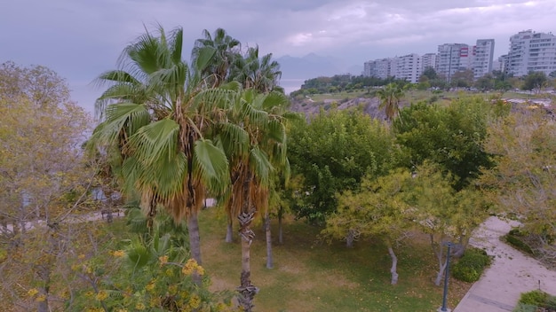 Árboles verdes y palmeras Vista aérea de drones del área del parque Caminos Jardín Mar y rocas al fondo