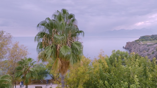 Árboles verdes y palmeras Vista aérea de drones del área del parque Caminos Jardín Mar y rocas al fondo