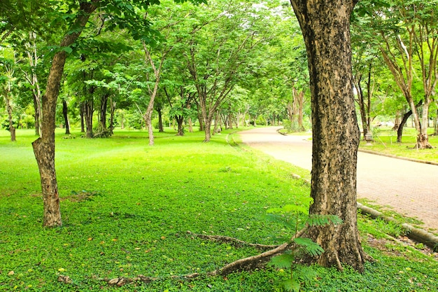 Árboles verdes en el parque