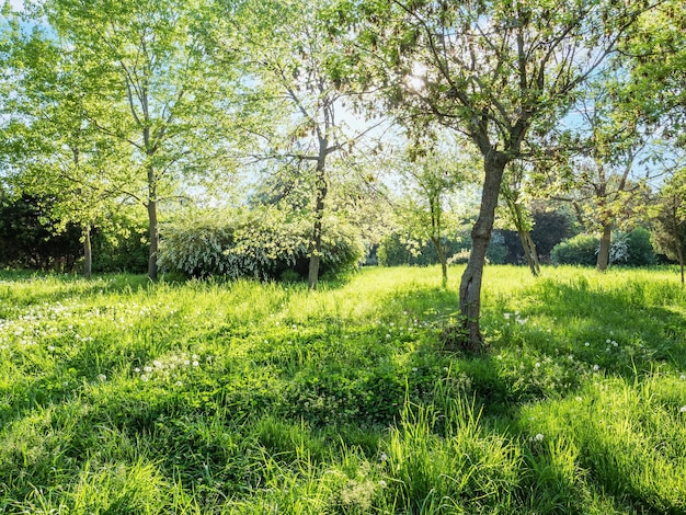 Árboles verdes y pasto en un día soleado