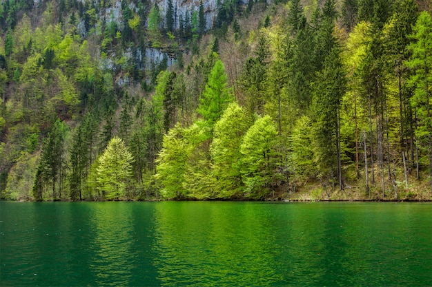 Árboles verdes que se reflejan en el lago