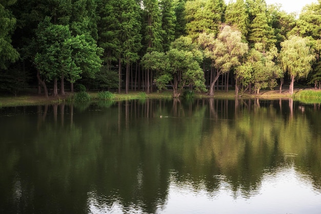 Árboles verdes reflejados en el agua en el parque