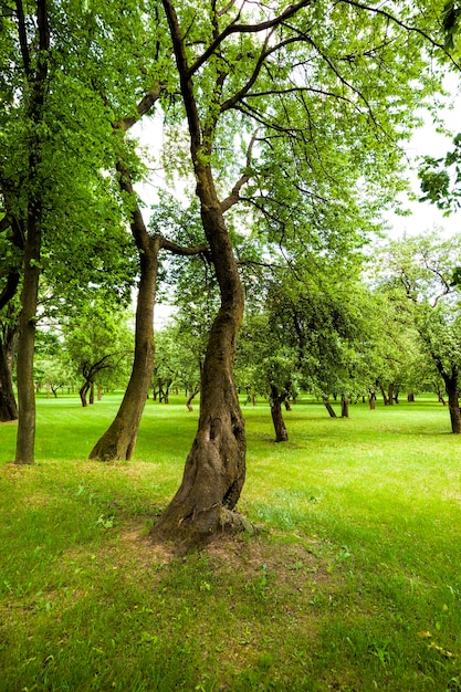 Árboles verdes