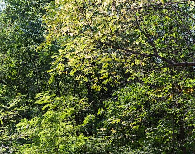 Árboles verdes del este