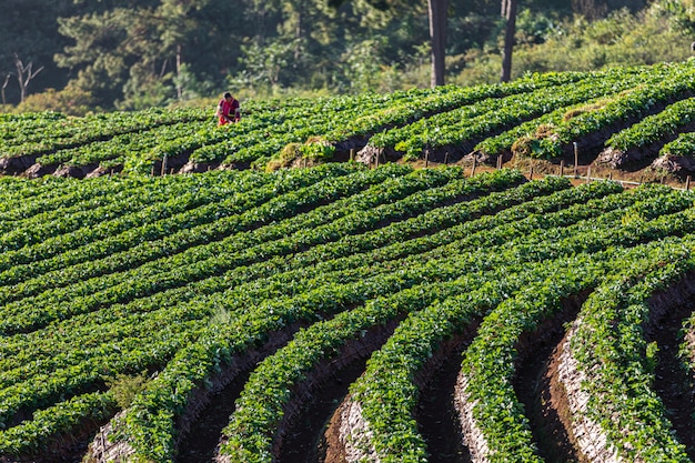 Área agrícola da terra da morango no doi Chiang Mai Tailândia