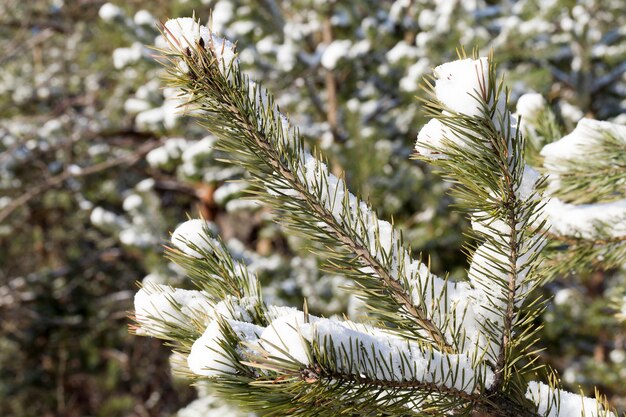 Área de bosque, plantada de pinos. En las ramas de los abetos hay nieve blanca después de una nevada. Primer plano de la foto en invierno. Pequeña profundidad de campo