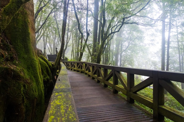 Área de caminhadas de madeira pavimentada dentro da Área Florestal Nacional de Alishan, cercada por selva verde em Taiwan