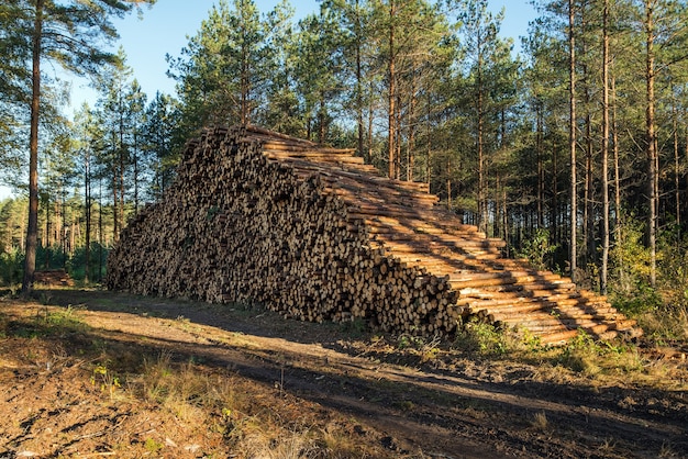 Área de desmatamento ilegal de vegetação na floresta.