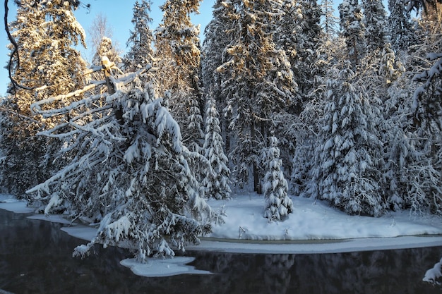 Área de floresta nevada Árvores coníferas cobertas de neve Paisagem pitoresca de inverno