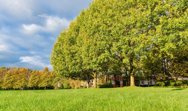 Área de recreação em um gramado verde do parque e árvores com grande coroa coberta de vegetação