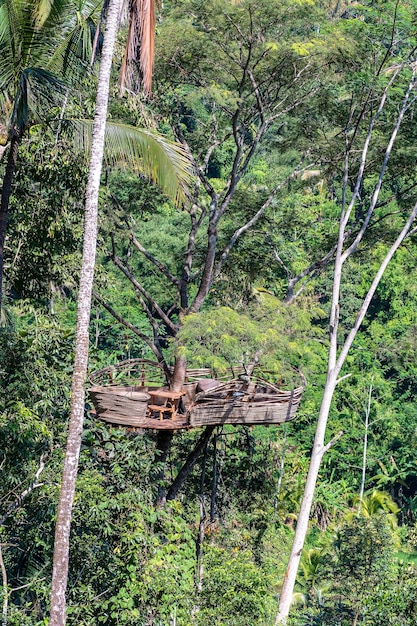 Área de recreação extrema em uma árvore tropical alta na selva perto dos terraços de arroz na ilha Bali Indonésia