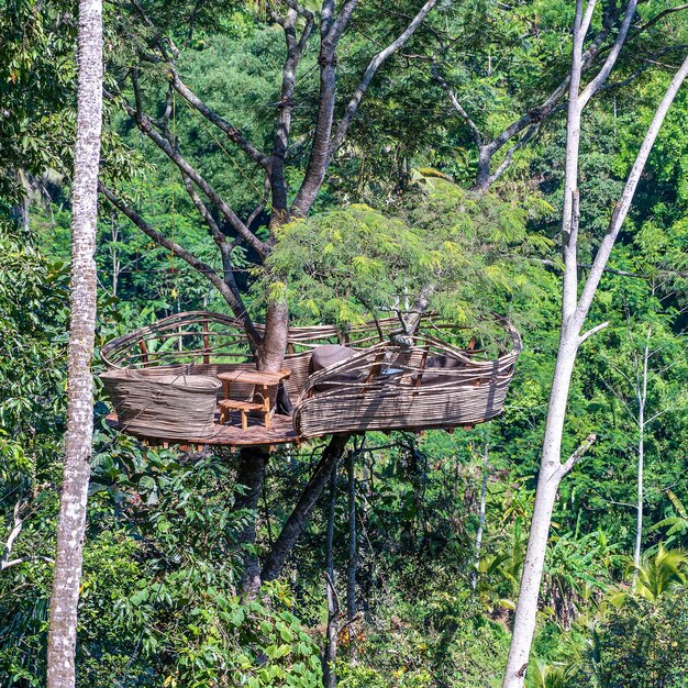 Área de recreação extrema em uma árvore tropical alta na selva perto dos terraços de arroz na ilha Bali Indonésia