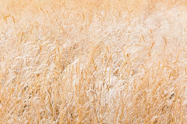 Área de refúgio de vida selvagem após neve fresca pela manhã.