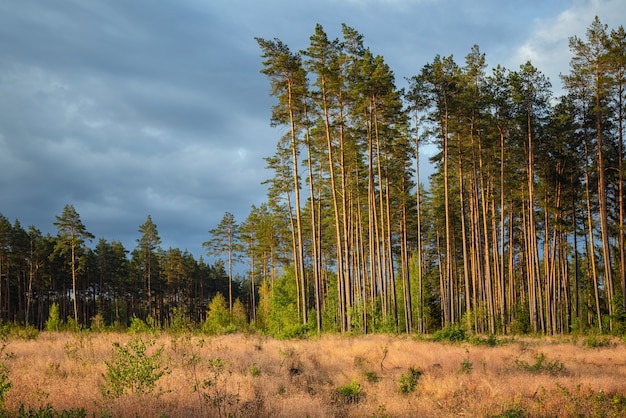 Área de deforestación en el pinar.