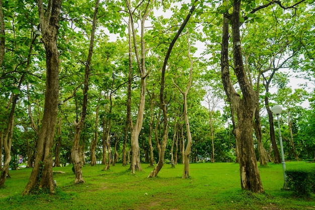 Área gramínea verde bonita com árvores em um parque.