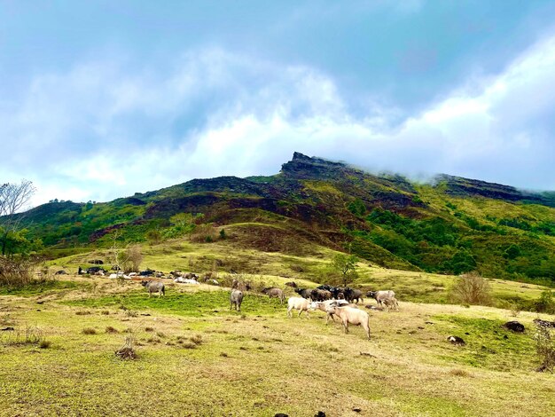 Área Nacional de Conservación de la Biodiversidad Natural de Phou Khao Khouay con cría de vacas y búfalos