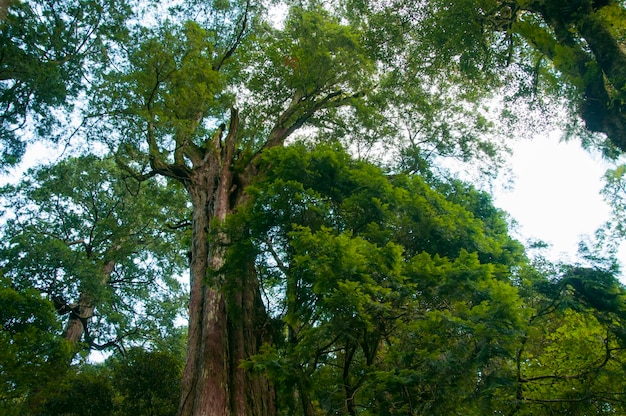 Área protegida del bosque nacional de la montaña Lala de Taiwán enorme árbol sagrado milenario