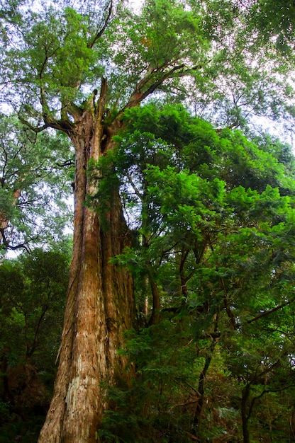 Área protegida da floresta nacional de Taiwan Lala Mountain enorme árvore sagrada de mil anos