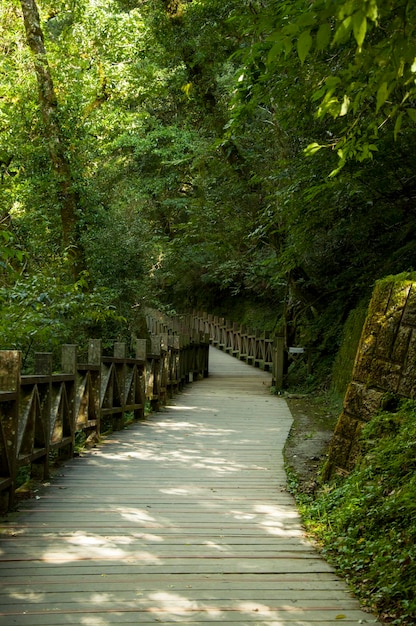 Área protegida da floresta nacional de Taiwan Lala Mountain trilha verde tranquila da floresta