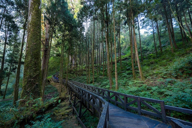 Área de recreación forestal nacional de Taiwan Alishan