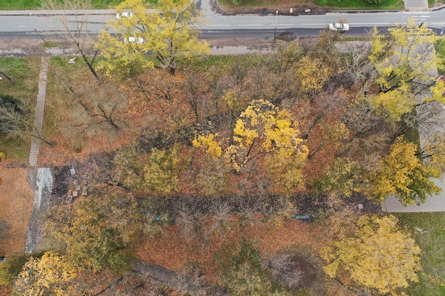 Área verde de la construcción de árboles verdes con hojas doradas en la temporada de otoño.