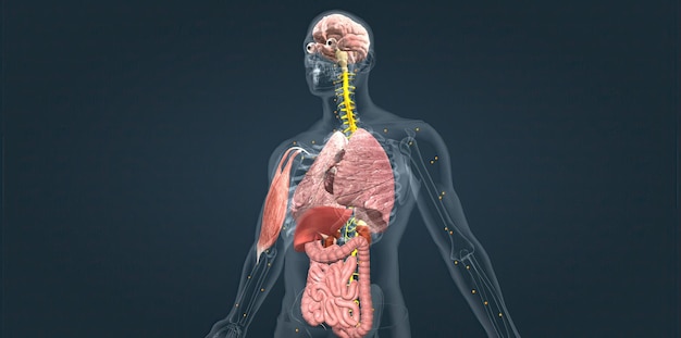 Reacción de alarma de adrenalina En esta etapa tu cuerpo envía una señal de socorro a tu cerebro