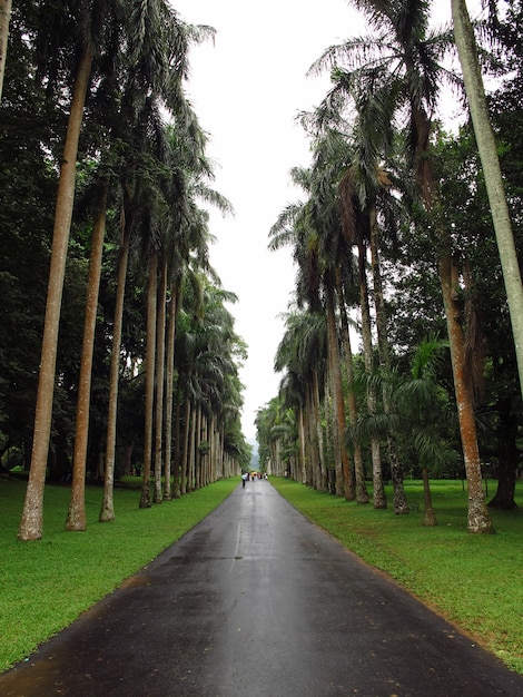 Real Jardín Botánico, Kandy, Sri Lanka