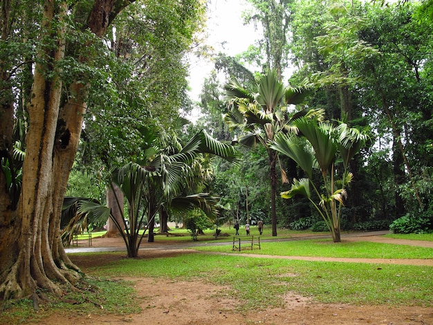 Real Jardín Botánico, Kandy, Sri Lanka