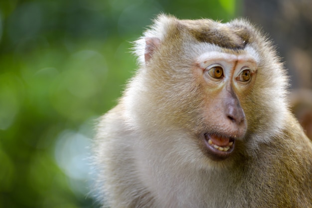 Real Monkey Inpark, Portrait Close Up