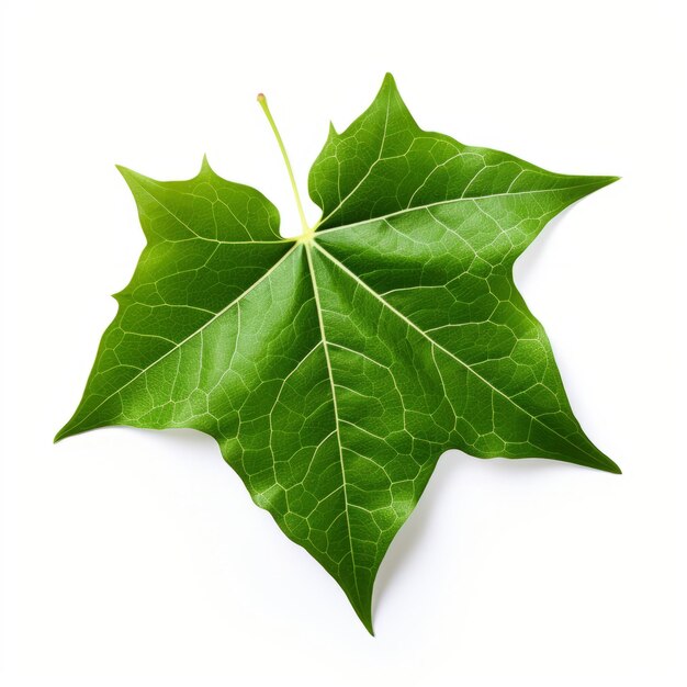 Foto realismo hiperdetallado de una hoja de hiedra verde sobre un fondo blanco