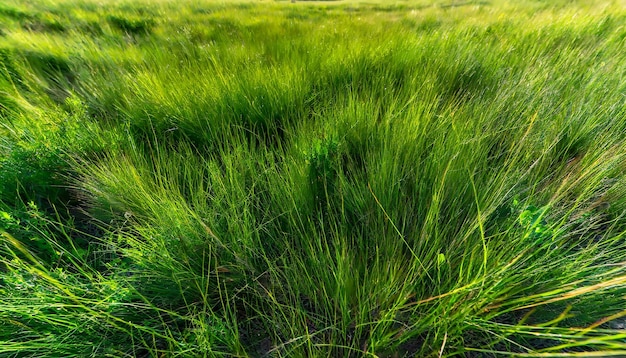 Realistische dunkelgrüne grasbewachsene Wiese Panorama-Hintergrund