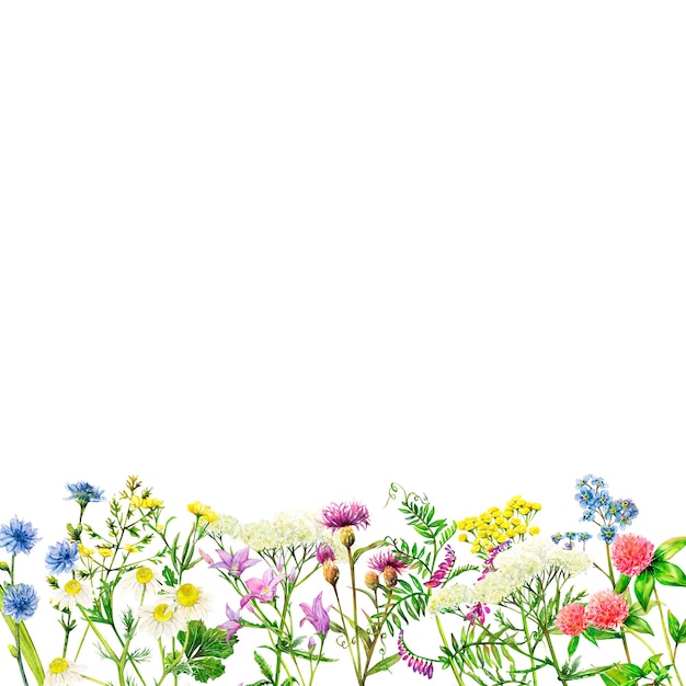 Realistische Grenze aus Wiesenwildblumen, Feldglocke, Klee, Schafgarbe, Kamille, Vergissmeinnicht