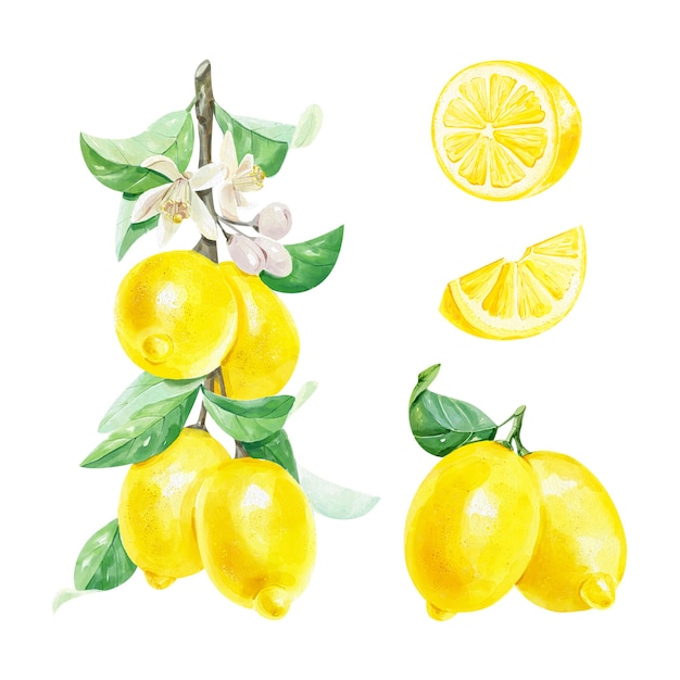 Realistischer Aquarellsatz eines Zitronenzweigs mit Blättern und Zitronenscheibenblumen auf weißem Hintergrund