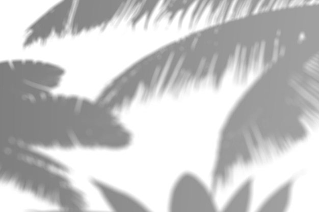 Foto realistischer palmblatt-schatten-overlay-effekt isoliert auf durchsichtigem hintergrund tropische pflanzenblätter