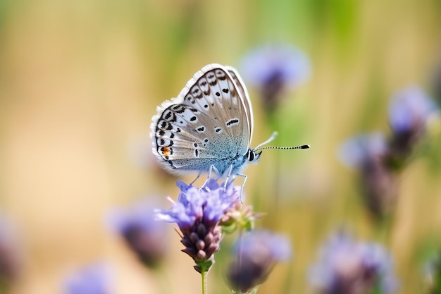 realistisches Foto Plebejus Argus kleiner Schmetterling fliegt mit den Flügeln mit fabelhaftem, verschwommenem Hintergrund