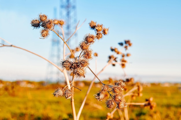 Rebabas maduras con ganchos pegadizos afilados en el campo a la luz del sol de la mañana Bardana seca Flores y hojas de bardana contra el cielo