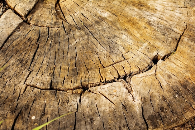 Rebanada agrietada de fondo de tronco de álamo