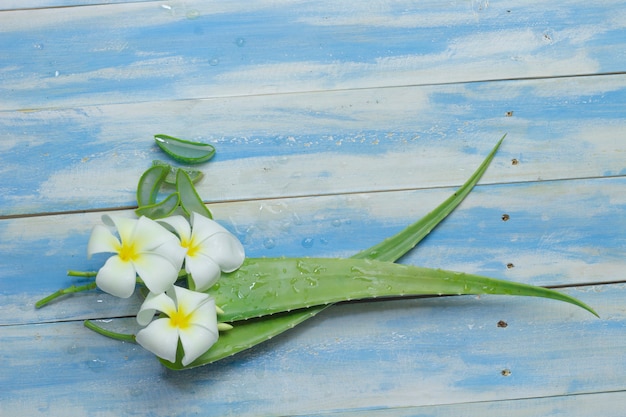 Rebanada de Aloe Vera y plumeria sobre fondo azul