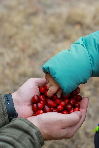 rebanada de mano de niño agarrando arándanos frescos, al aire libre