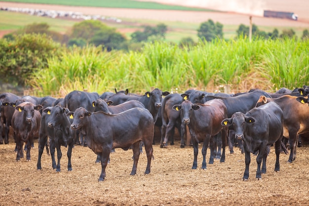 Rebanho Angus em confinamento no interior do Brasil