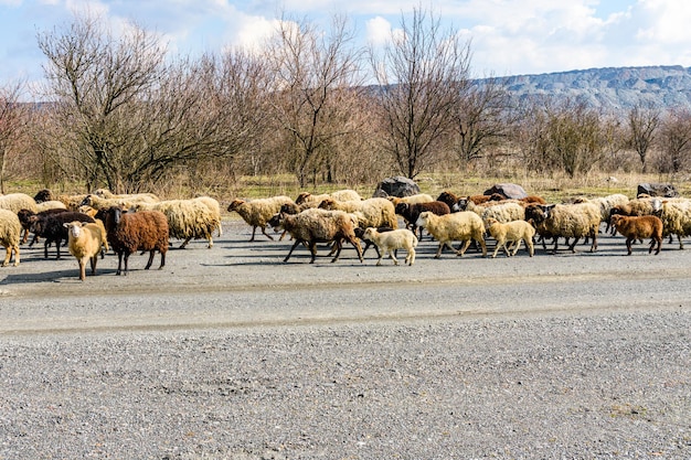 Rebanho das ovelhas correndo na estrada asfaltada