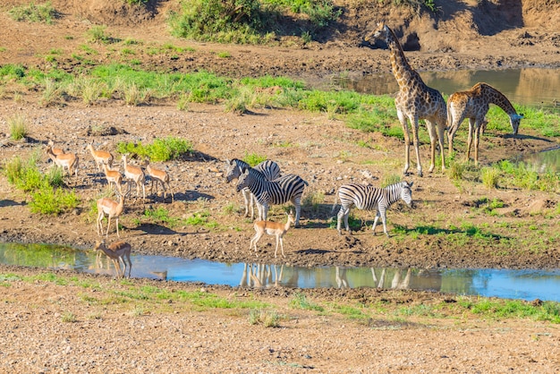 Rebanho das zebras, dos girafas e dos antílopes que pastam no riverbank no parque nacional de Kruger, África do Sul de Shingwedzi. Quadro idílico.