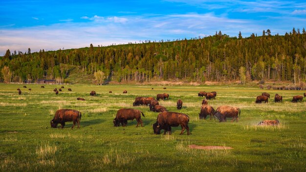 Foto rebanho de bisões pastando em um prado no parque nacional de grand teton, wyoming