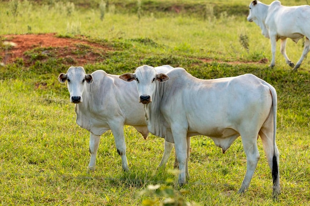 Rebanho de bois a pasto no Brasil