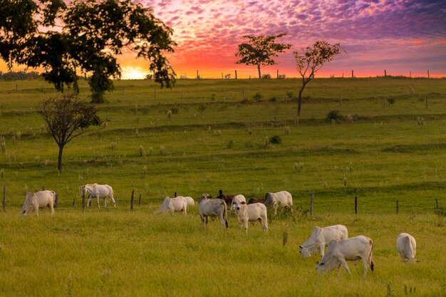 Cavalos pastando no pantanal mato-grossense pocone mato grosso brasil