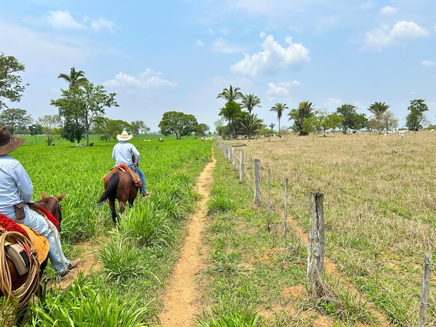 Rebanho de bovinos nellore em projeto de sistema de pastagem de alta intensidade Rancho de gado