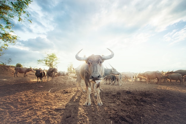 Rebanho de búfalos em fazenda do sul da Tailândia