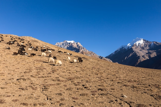 Rebanho de cabras pastando no himalaia.