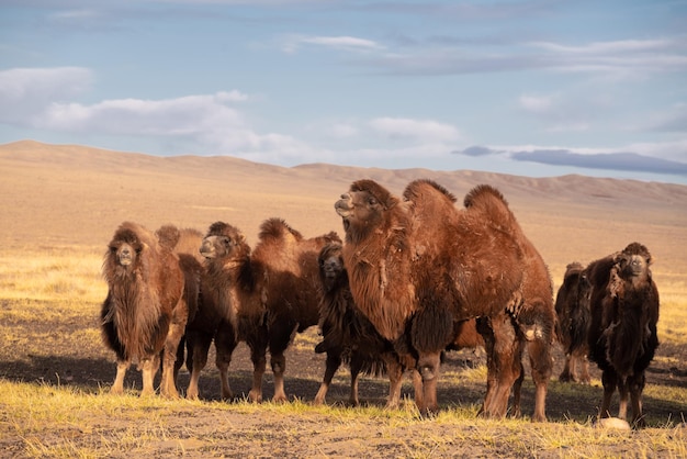 Rebanho de camelos em uma autêntica província da Mongólia Modo de vida tradicional e pastoreio na Mongólia